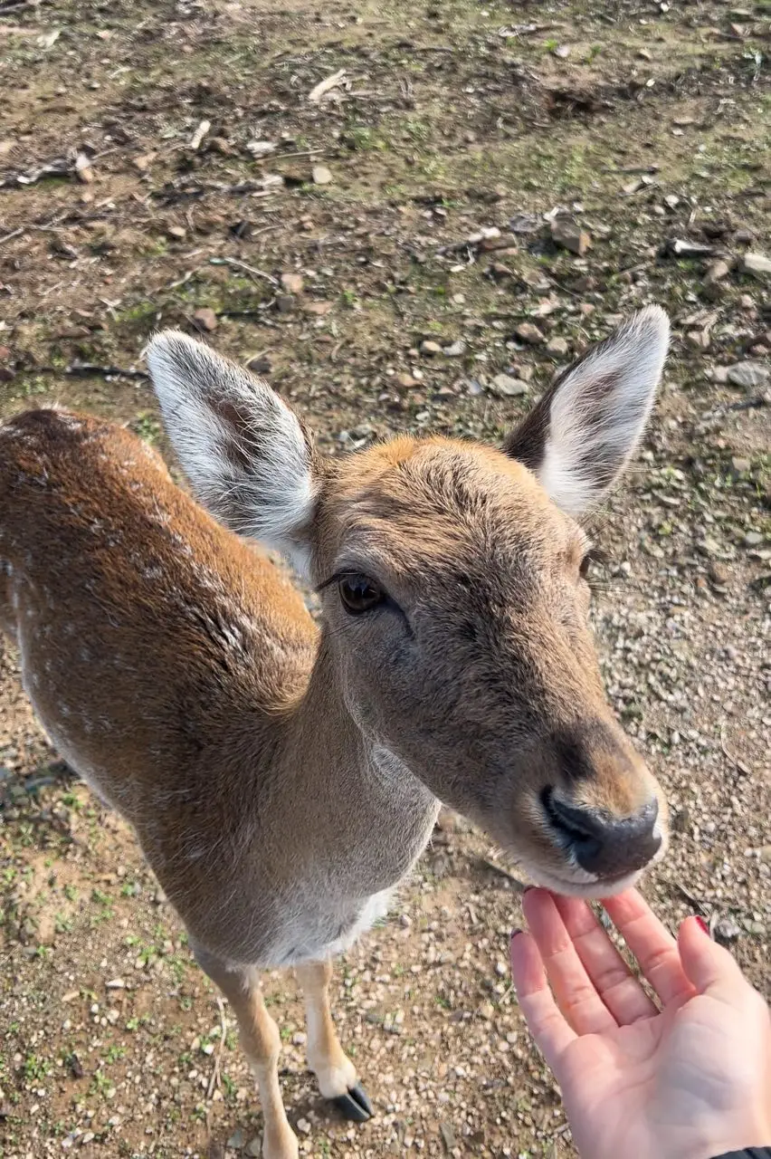 Close-up of a deer being gently fed by hand in an outdoor reserve setting